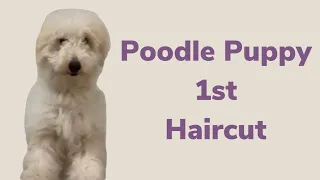 Poodles first haircut!