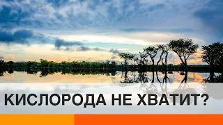 На планете станет слишком мало кислорода? Почему Земля задыхается — ICTV