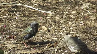 Angry Birds: Starling vs. Mockingbird