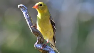 Phenomenal Finches For Cats to Watch - 11 Hours - Videos For Pets