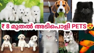 ₹ 8 മുതൽ അടിപൊളി PETS 🔥PETS എല്ലാം വിലക്കുറവിൽ 😍PUPPYS |Kittens |Fish|Husky|Lab|Pom|pets sale Malaya