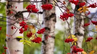 А береза не калина !