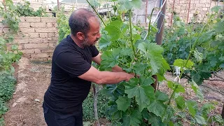 Vinoqrad Azərbaycan - Üzümdə ikinci yaşıl budama.