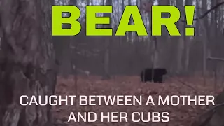 Close Encounter with a Mother Black Bear and Her Cubs