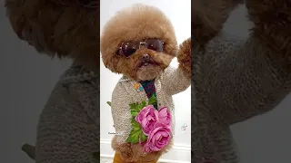 cute pomeranian | dog status video | tiktok |#shorts #statusvideo #latestviralvideo