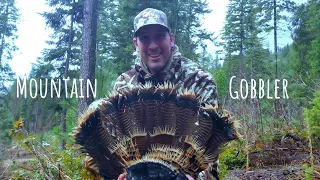 Chasing Big Mountain Gobblers! Washington State Turkey Hunting