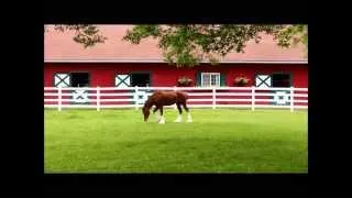 The Budweiser Clydesdales