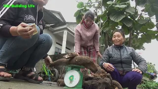 Digging Underground Wild Tuber Goes To Market Sell - Animal Care || Free Farm