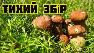 Збираю Літні Гриби.Білі)Лисички)Сироїжки…