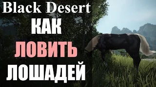 Как поймать лошадь в Black Desert (ГАЙД)