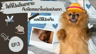 สิ่งที่ต้องระวังในช่วงฝนตกสำหรับสุนัข ? | HowToPeeta | EP.3