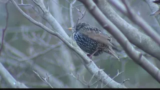 Mysterious, deadly bird disease reported in Pa.