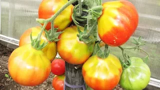Почему у помидоров желтое пятно у плодоножки