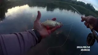 Fly fishing . Красноперки отнерестились ...Весёлый вечерний клев на озере Виктория...