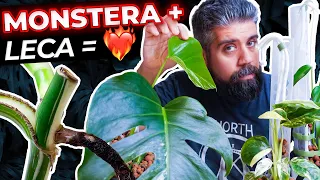 Your Monstera Will LOVE You! Quick & Easy Transfer To Semihydro (LECA) 🌱❤️‍🔥