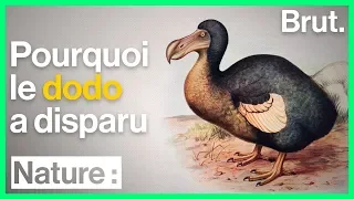 Pourquoi le dodo a disparu