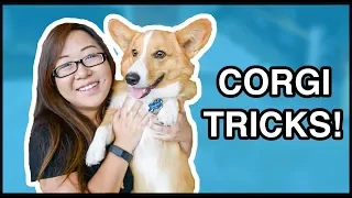 Corgi Puppy Tricks & Tips | ft. Sploot!