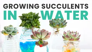 A SIMPLE GUIDE TO GROWING SUCCULENTS IN WATER | SUCCULENT HOW TO | SUCCULENT CARE TIPS