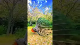 #peacock