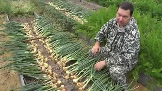 Выращивание озимого лука от посадки до уборки урожая на хранение