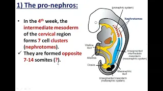 Development of Kidneys(1)-Pronephros and Mesonephros - Dr. Ahmed Farid