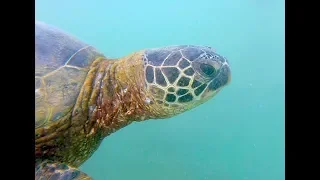 Weekly Wildlife: Coral Reefs of Hawaii