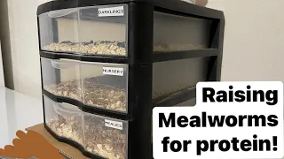 Raising Mealworms… farming protein!