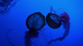 jellyfish - soothing jellyfish aquarium ~ relaxing music for sleep, study, meditation & yoga