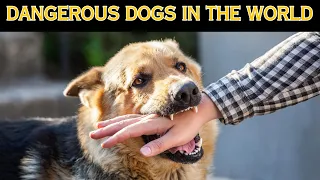 World's Top 10 Dangerous Dogs Breed | illegal dogs 2024 Report
