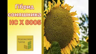 Соняшник НС Х 8005 🌻, опис гібриду 🌻 - насіння в Україні