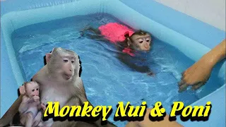 Monkey Baby Nui & Boni  New life Nui was bathed in the new pool