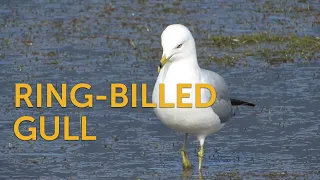 Ring-billed Gull: Renaissance Bird