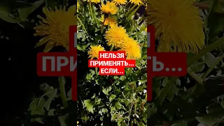 #одуванчик Противопоказания #youtubeshorts #shortvideo #обовсём #полезныезнания #здоровье