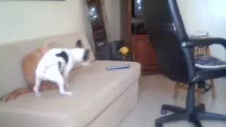 jack Russell terrier attacks cat