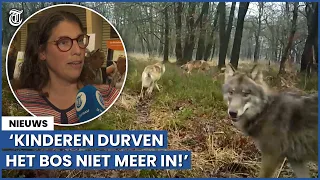 Nunspeet in de ban van de wolf: ‘Kinderen durven het bos niet meer in!’