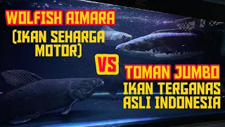 PERTAMA KALINYA TOMAN JUMBO DI GABUNG DENGAN WOLFISH AIMARA (PIRANHA EATER)