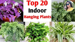 20 Indoor plants for hanging basket | hanging indoor plants | Lipsha world