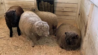 Mother’s Day Sheep Shearing