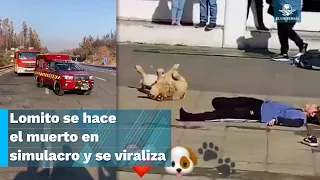 ¡Denle un Oscar! Perrito se viraliza tras actuar en simulación de choque