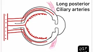 Blood supply of EYE in less than 1 minute  #shorts.