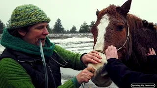 Equine Veterinarian Doc Jenni Treats An Impaction Colic