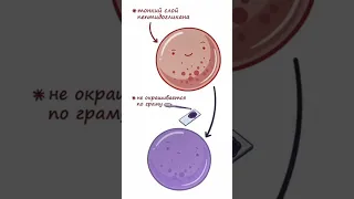 Инфекция уха и горла Moraxella Catarrhalis (микробиология) часть 1