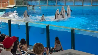 The Beluga Experience: My Thrilling Encounter with SeaWorld's Most Enchanting Animals