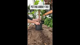 How to Repot a Braided Money Tree