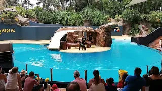 Loro Park Sea Lion Show  Tenerife Canary Islands / Part 3