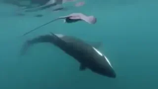 Killer whale bitch slaps stingray