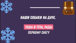 Наши собаки на даче. Тоша и Тёпа, рады первому снегу.