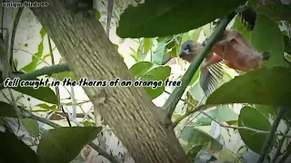 4 day old baby bondol that fell from the nest