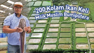 Sehari Jual 3 Tan Ikan KELI Bersih & Halal! Bukti Kejayaan Usahawan Muda Melayu | Hasil Tani