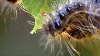 Animals like Us : Animal Web (Wildlife Documentary)